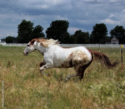 Horse Running