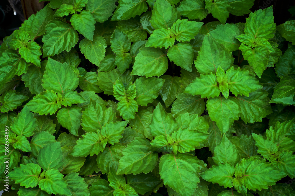 Close up of lush vibrant green Pogostemon cablin patchouli plant eaves wet from rain or dew, medicinal plant used in aromatherapy. Close up of lush vibrant green Pogostemon cablin patchouli plant eaves wet from rain or dew, medicinal plant used in aromatherapy.