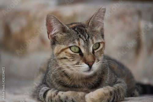 Wallpaper Mural adorable cat with green eyes Torontodigital.ca