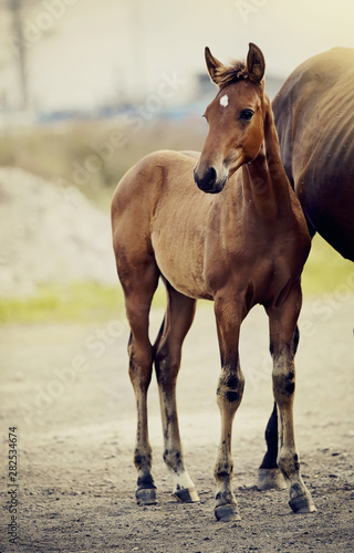 Red foal sporting breed