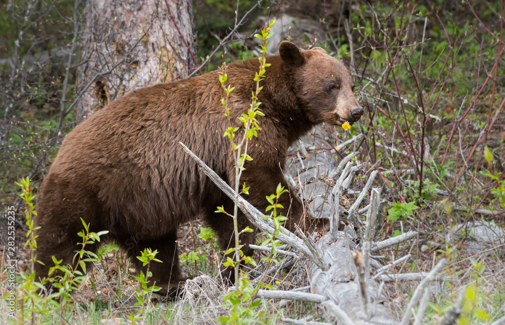 Obraz premium Cinnamon black bear in the wild