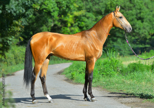Bay Akhal Teke horse standing on the asphalt road near the grass field in summer.