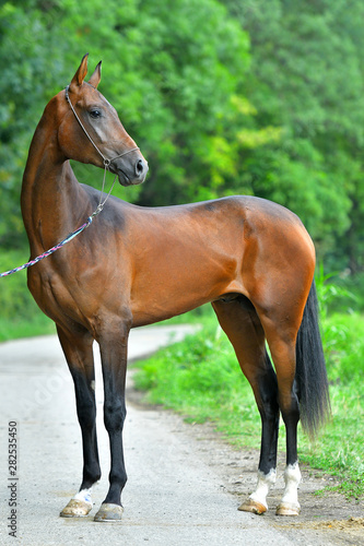 Bay Akhal Teke horse standing in show halter and looking into the distance.