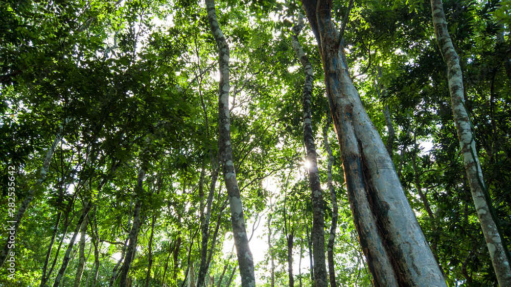 Fototapeta premium Selva