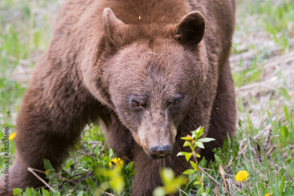 Cinnamon black bear in the wild Cinnamon black bear in the wild