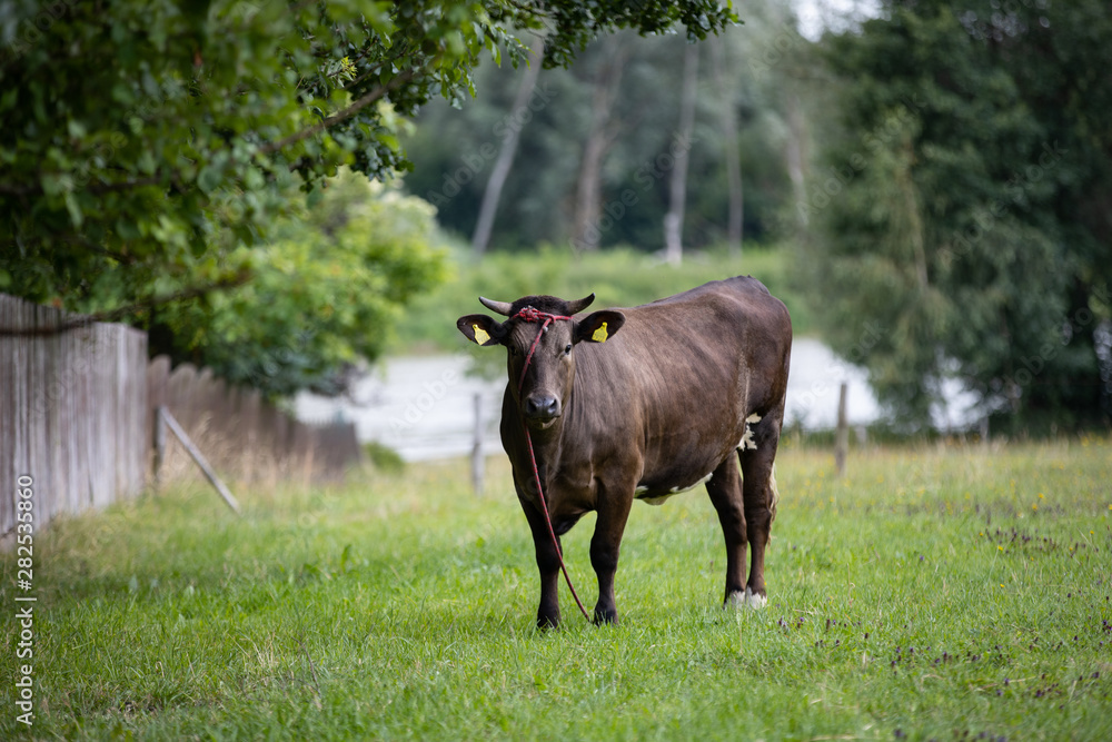 cow in a field, Poland cow in a field, Poland