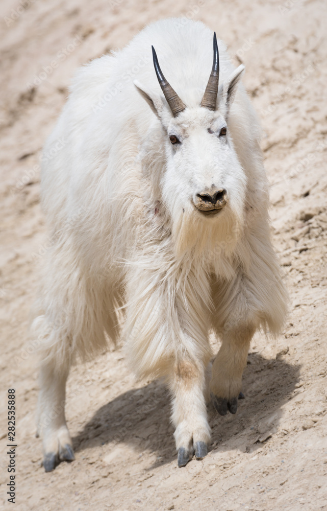 Mountain goat in the wild