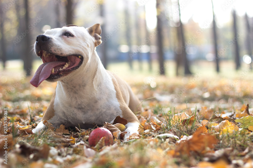 Happy portrait of dog in autumn foliage Happy portrait of dog in autumn foliage