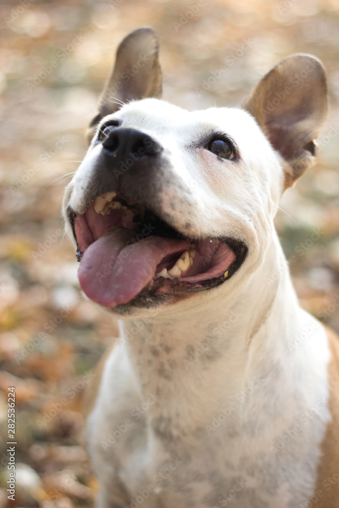 Happy portrait of dog in autumn foliage 