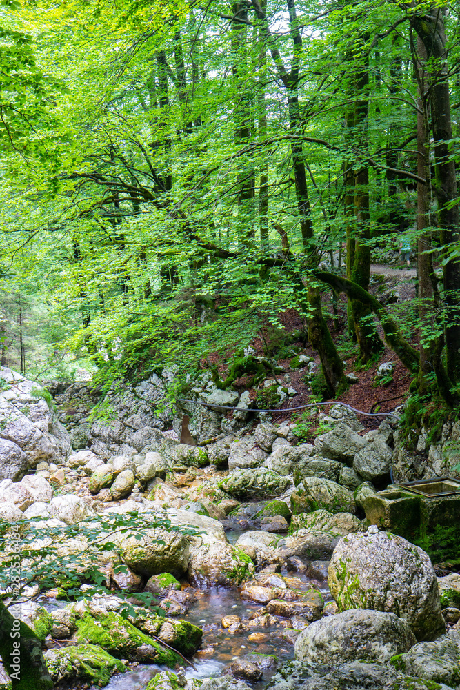 beautiful forest in Triglav National park, Slovenia beautiful forest in Triglav National park, Slovenia