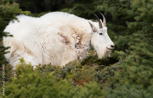 Mountain goat in the wild