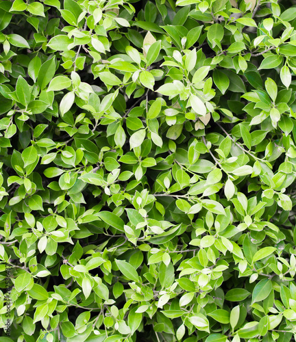 Freshness Green Bush, Rush Plant Background © chocosummer