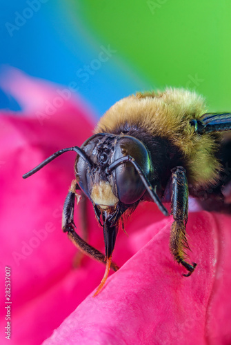 Macro Bumblebee Flower