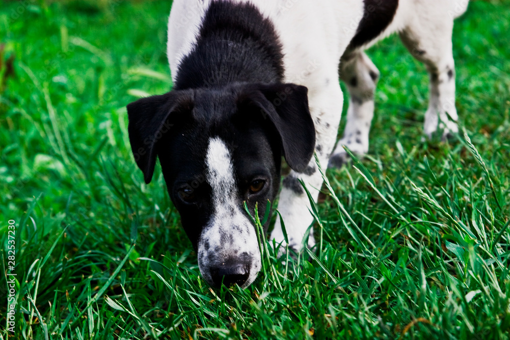 Dog on the lawn in the grass close-up