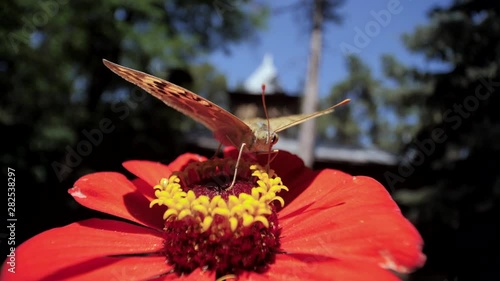 Butterflt sits on the flower and collects nectar photo