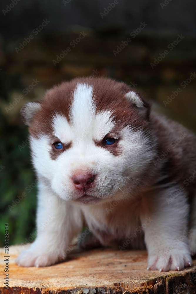 Fototapeta premium Siberian Husky.Little puppy.Newborn husky.Brown.Outdour.Funny portraits of liitle dog