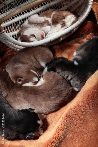 Newborn Siberian husky.Puppy Siberian husky.Siberian husky copper and black color.Sleep on carpet