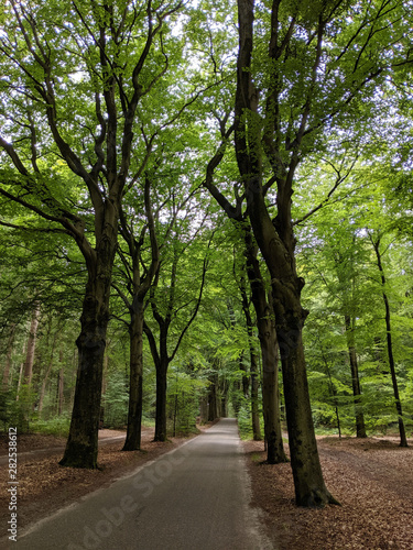 Road through the forest around Oudemirdum