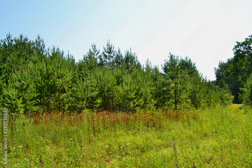 Meadow with wild herbs on the forest pine edge in Belarus