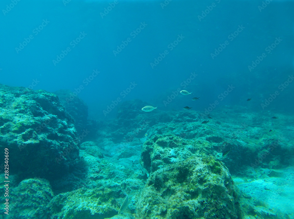 Underwater backdrop with stones and fish.