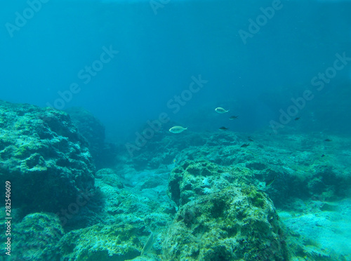 Underwater backdrop with stones and fish. © Tsiana