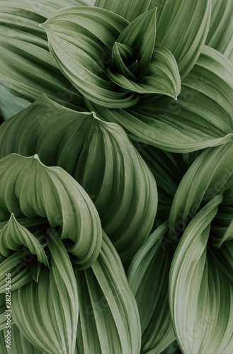 large juicy green leaves, top view, image for background