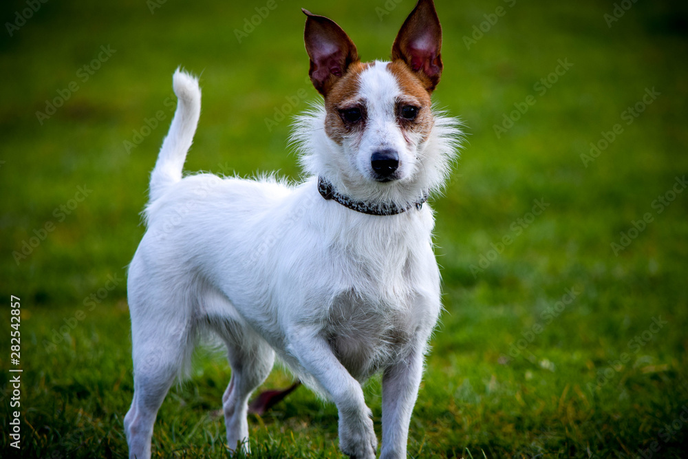 dog on grass