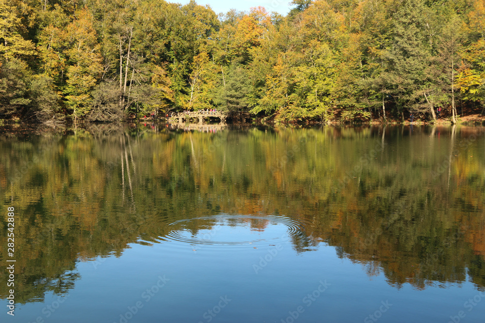 Fototapeta premium autumn leaves reflecting in water