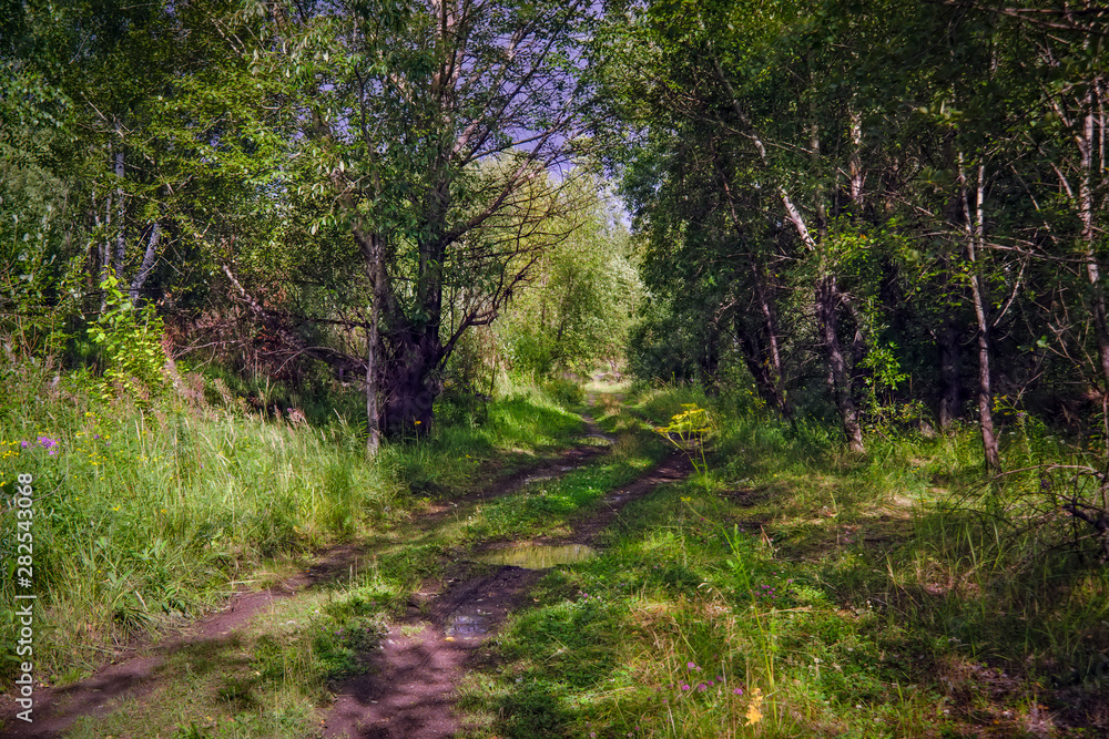 Obraz premium Dirt road in the forest summer landscape.