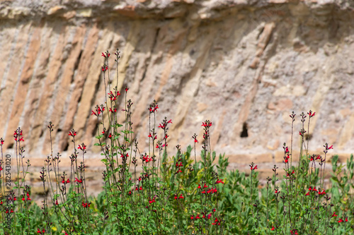 Scarlet flowering sage royal bumble or salvia x jamensis Reve Rouge blooming in Italy in the summertime photo