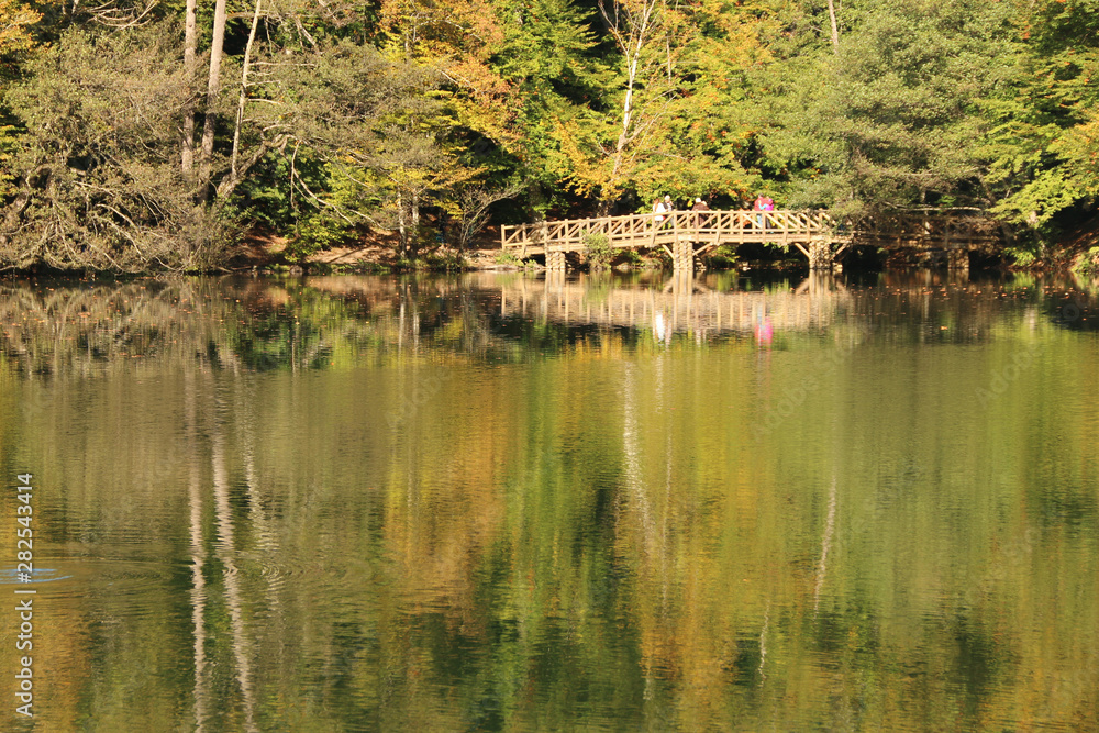 Obraz premium autumn leaves reflecting in water
