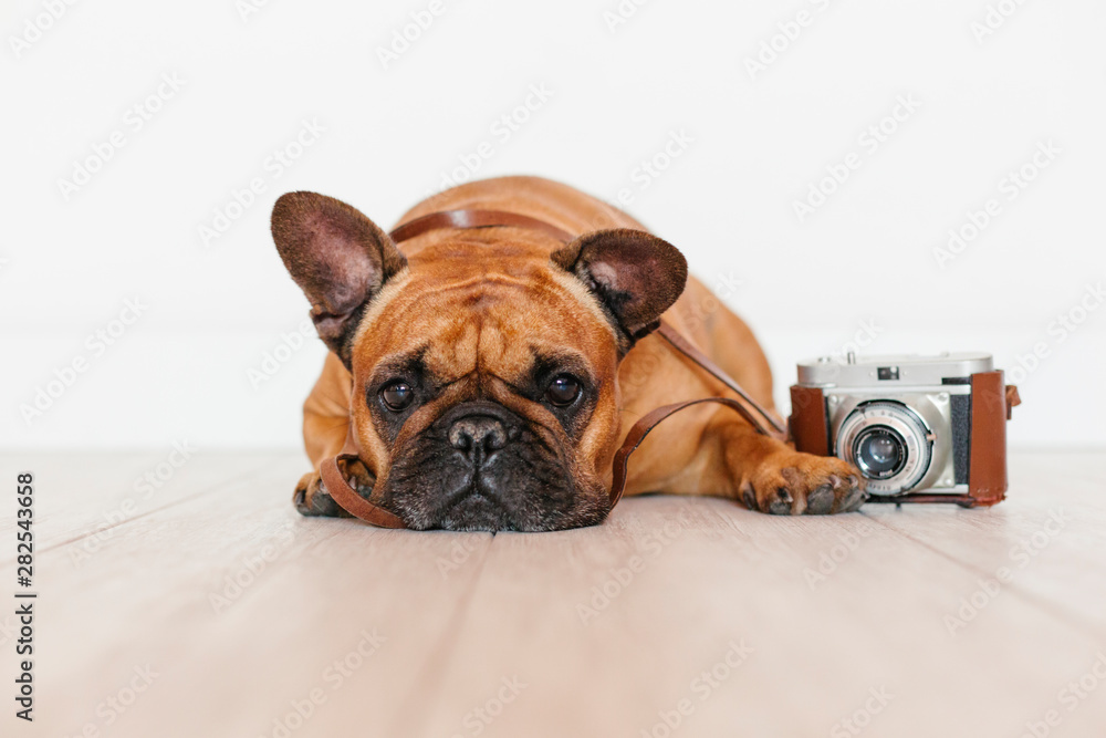 cute brown french bulldog sitting on the floor. Using old vintage camera, Pets indoors, photography concept