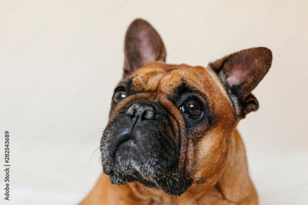 cute brown french bulldog sitting on the bed at home and looking at the camera. Funny and playful expression. Pets indoors and lifestyle