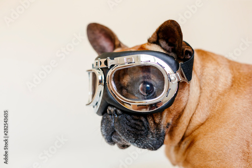 Fotografija funny brown french bull dog on bed wearing aviator goggles