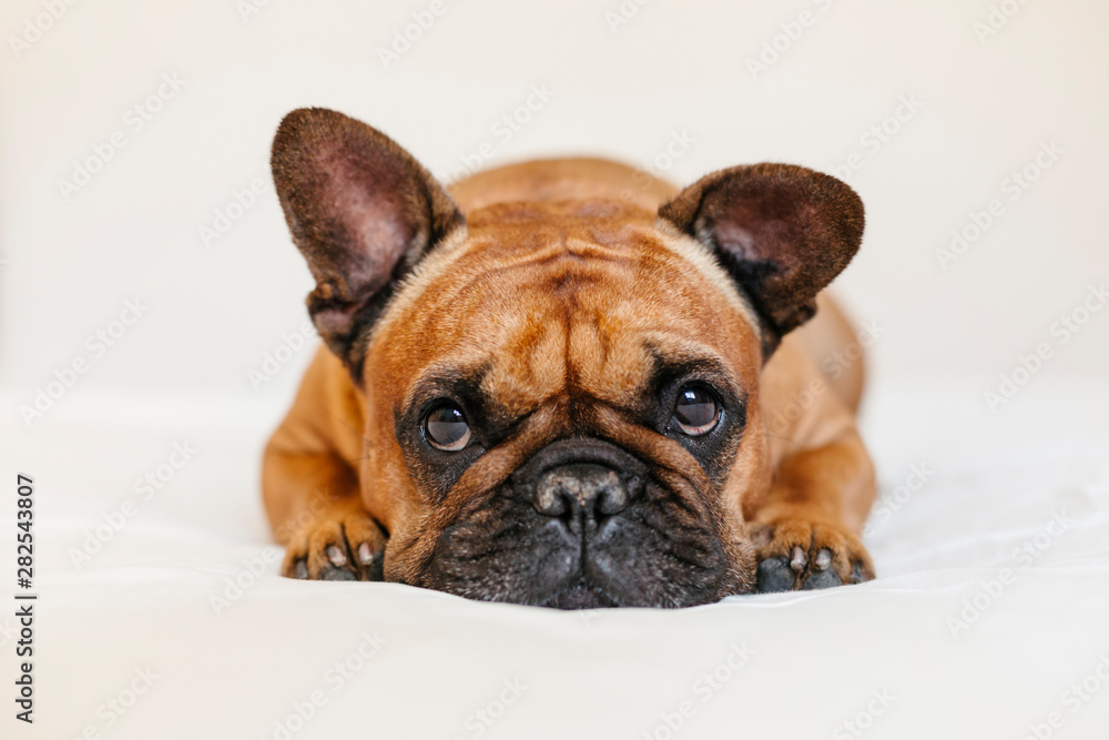 Obraz premium cute brown french bulldog lying on the bed at home and looking at the camera. Funny and playful expression. Pets indoors and lifestyle