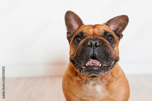 cute brown french bulldog sitting on the floor at home and looking at the camera. Funny and playful expression. Pets indoors and lifestyle © Eva