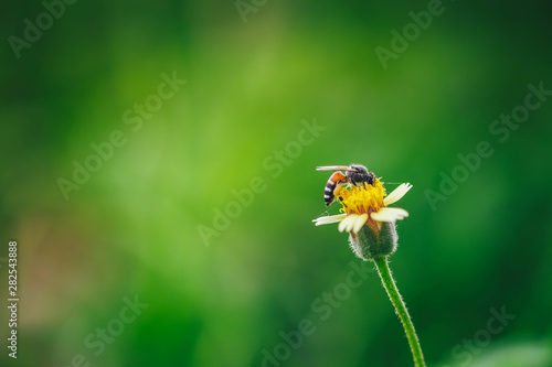 bee on a flower with blur background © 2D_Jungle