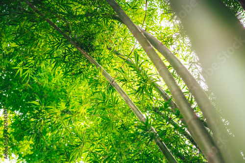 Bamboo tree with space background