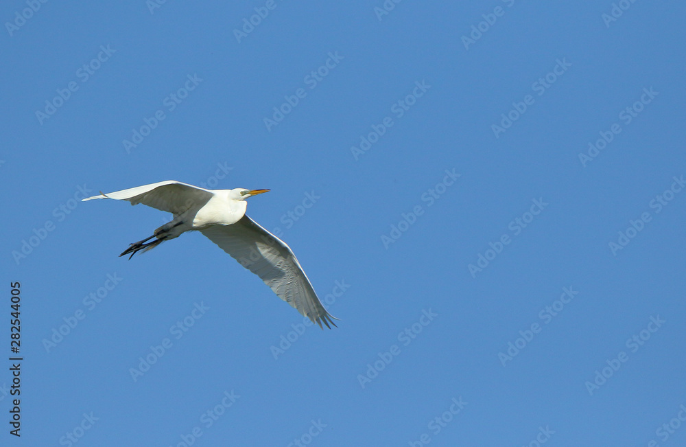 One Great egret gliding with a blue sky as background One Great egret gliding with a blue sky as background