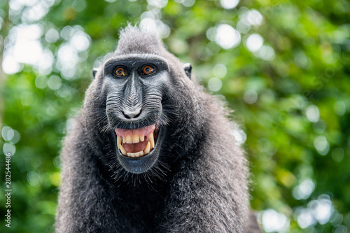 Photography Celebes crested macaque with open mouth
