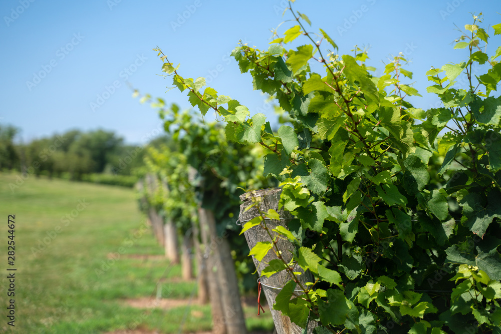 vineyard with rows of vines 