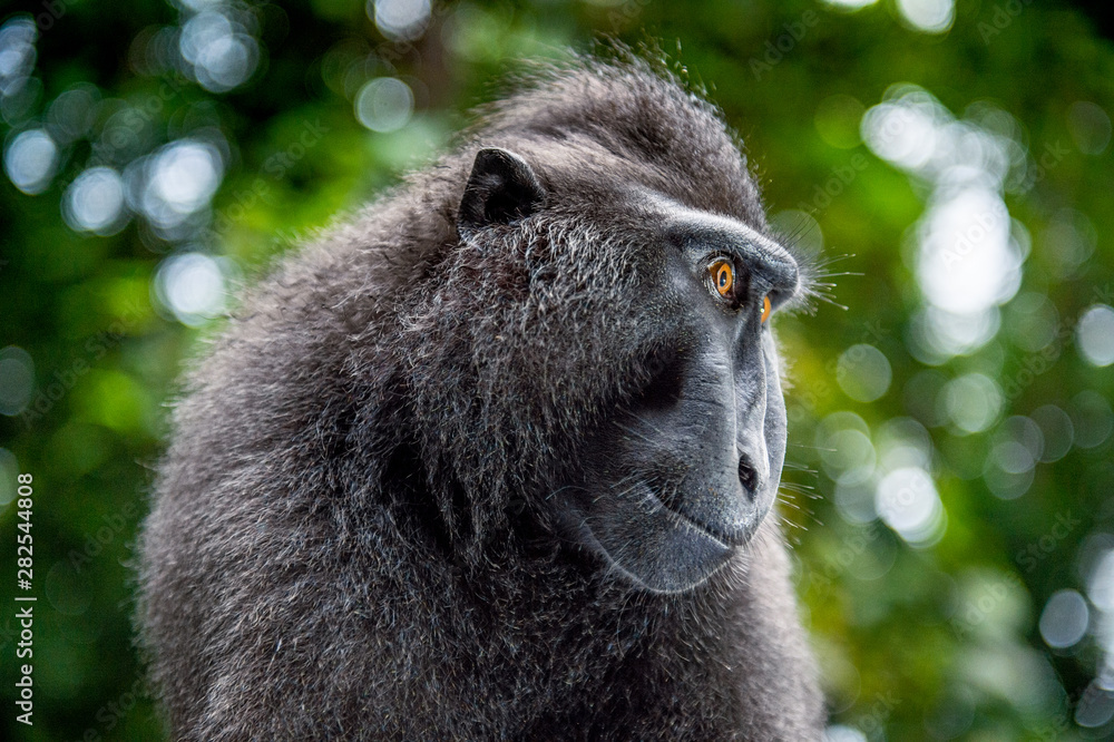 The Celebes crested macaque. Close up portrait. Green natural background. Crested black macaque, Sulawesi crested macaque, or the black ape. Natural habitat. Sulawesi. Indonesia. The Celebes crested macaque. Close up portrait. Green natural background. Crested black macaque, Sulawesi crested macaque, or the black ape. Natural habitat. Sulawesi. Indonesia.