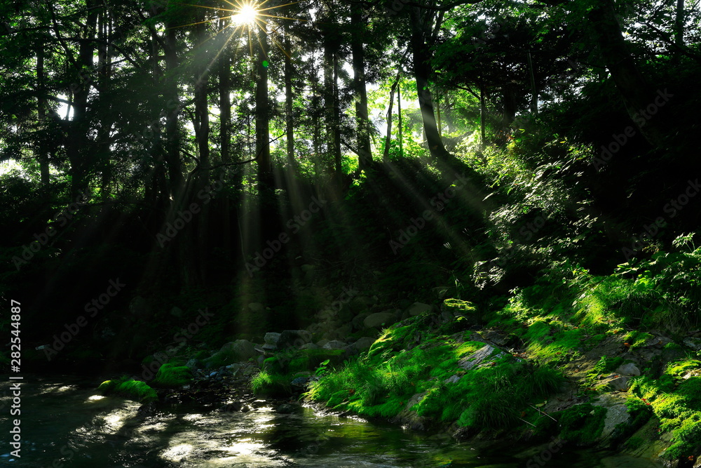 Obraz premium 岩手県 夏の渓流