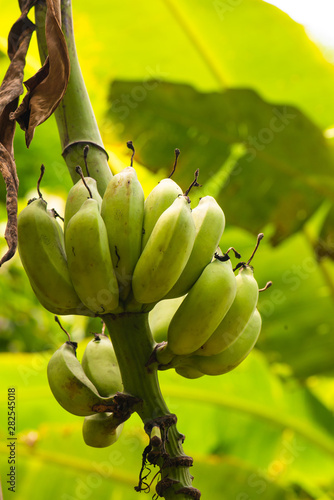 Nam Lawo banana in the nature photo