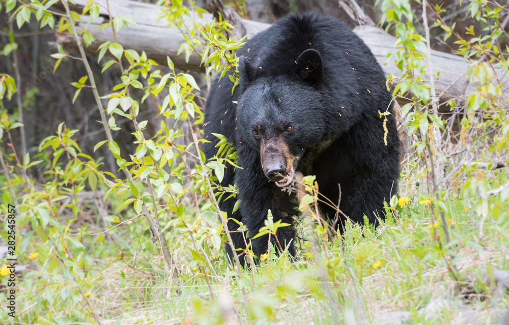 Fototapeta premium Black bear in the wild