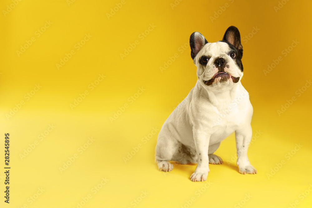 French bulldog on yellow background. Space for text