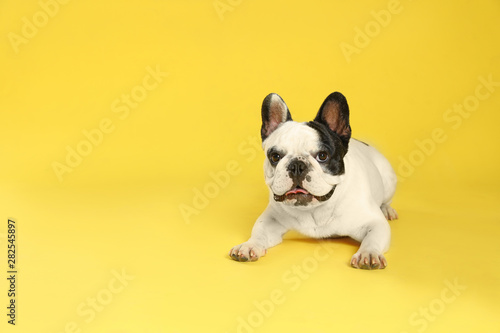 French bulldog on yellow background. Space for text © New Africa