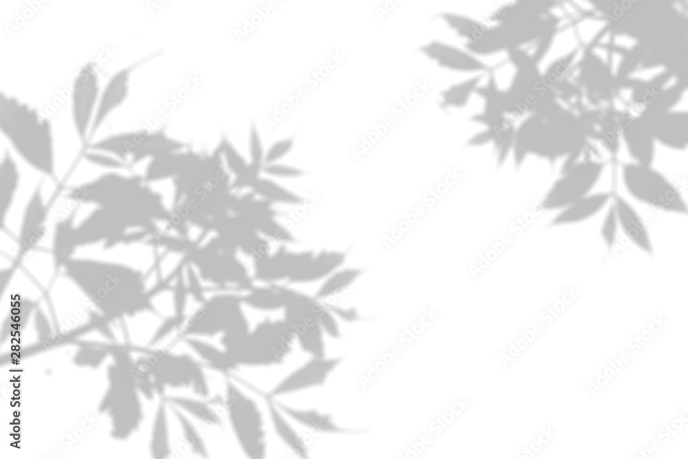 The shadow of the plant on the white wall. Black and white summer background for photo overlay or mockup The shadow of the plant on the white wall. Black and white summer background for photo overlay or mockup