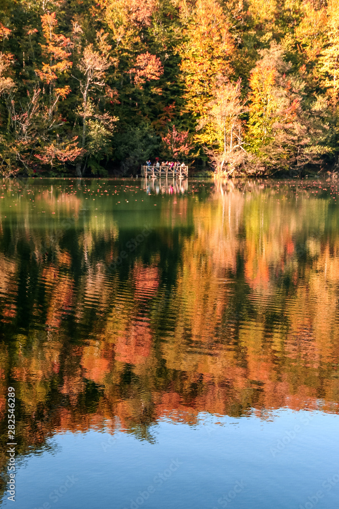 Fototapeta premium autumn leaves reflecting in water