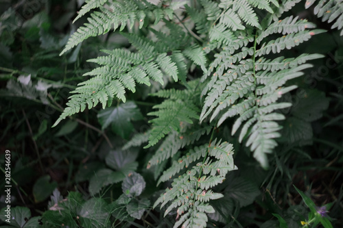Fern leaves in the forest. Dark gloomy leaves of low bushes.